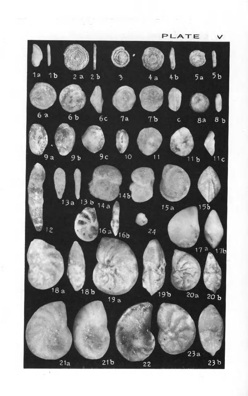 238 Zonal Stratigraphy and