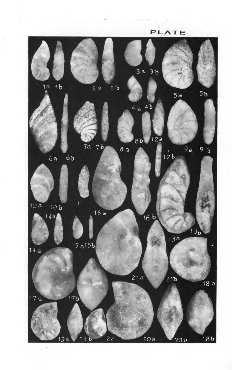 240 Zonal Stratigraphy and