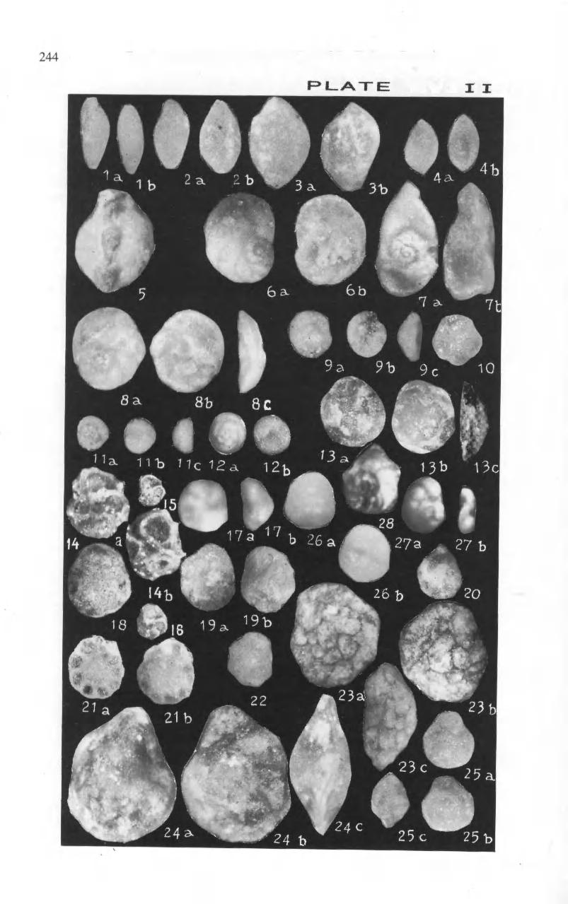 243 Zonal Stratigraphy and