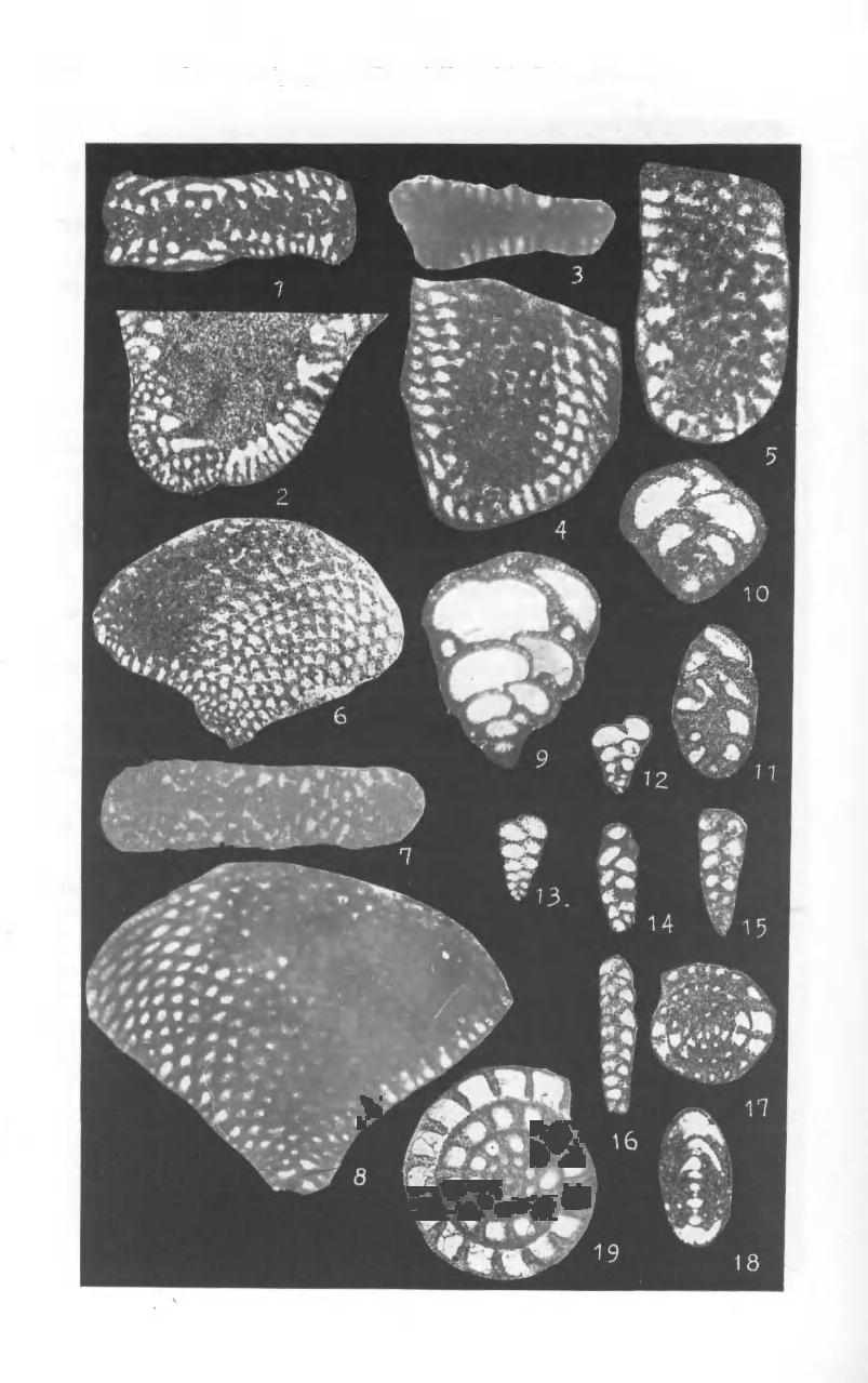 248 Zonal Stratigraphy and Foraminifera of