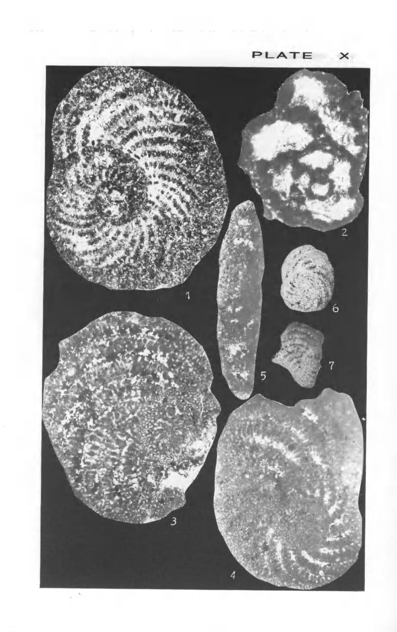 250 Zonal Stratigraphy and