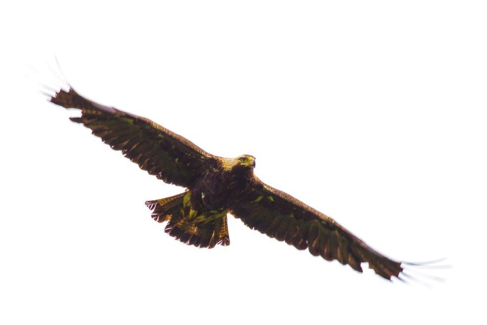 Állam társfinanszírozása: 164 792 (8%) A kedvezményezettek társfinanszírozása: 370 607 (17%) Title: Conservation of imperial eagles by managing human-eagle conflicts in Hungary ID LIFE10NAT/HU/000019