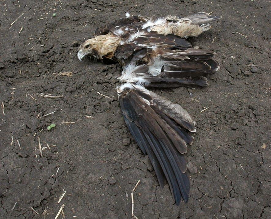 In Hungary, this was the most frequent cause of death until 2004, however, lots of birds perished also due to collision with cars, starvation and shooting.