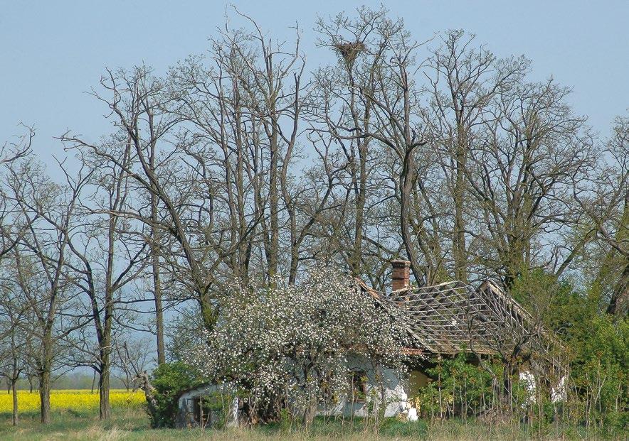Az egykor virágzó alföldi tanyavilág mára nagyrészt lakatlanná vált, azonban ezek az egykori tanyaudvarok fáikkal, bokraikkal oázisként szolgálnak az állatoknak.