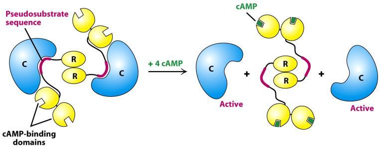 camp-függő protein-kináz (PKA) R 2 C 2 alegységszerkezet + camp R 2 + 2C