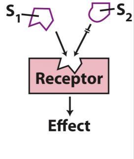 Jelátvitel általános tulajdonságai Receptorok integráns membránfehérjék citoplazmatikus/nukleáris receptorok Specifitás (molekuláris és sejtszintű)