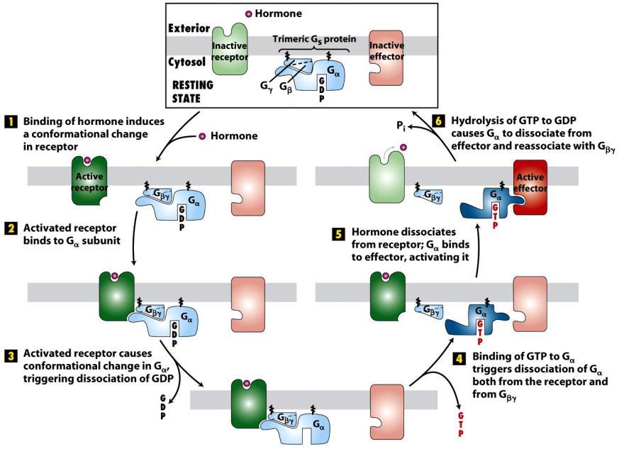 GPCR jelátvitel ligandum kötődéskiváltotta konformációváltozás Effektorok: adenilát-cikláz foszfolipáz-c foszfodiészteráz-6 GTP hidrolizál, G disszociál effektorról és reasszociál G -val
