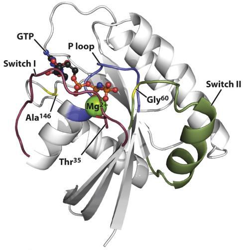 G-fehérjék: molekuláris kapcsolók ( -komplex) GAP: GTP-áz aktiváló protein off on GEF: Guanin nukleotid kicserélődési faktor A ligandum-kötött GPCR