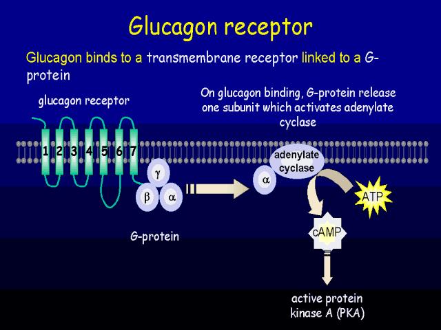3. Hormonális szabályozás, a glukagon és az inzulin hatása Glukagon: 29 aminosavból áll, a pancreas