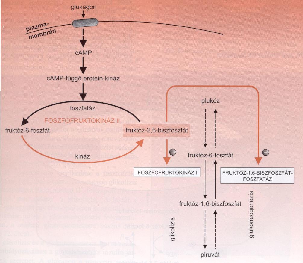 A glukagon hatása a glikolízisre a