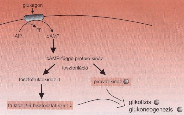 A glukagon a fruktóz-2,6-biszfoszfát szint mellett a piruvát kináz aktivitását is