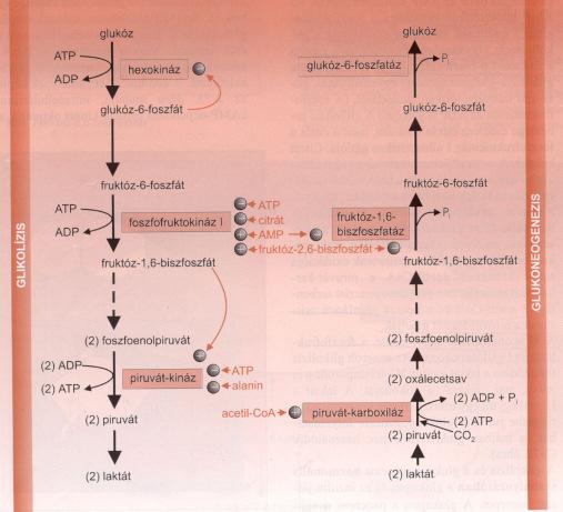 A glikolízis és a