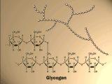 A glikogén lebontása Enzim: glikogén-foszforiláz A reakcióhoz szervetlen foszfátra van szükség végterméke: