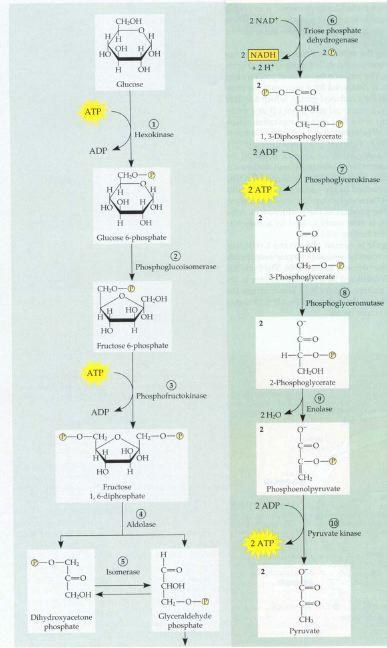 A glikolízis 1. hat szénatomos szakasza 1. glukóz + ATP glukóz-6-foszfát + ADP enzimek: glukokináz, hexokináz irreverzibilis 2.
