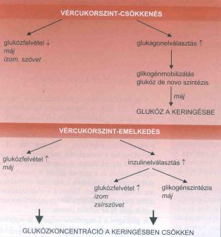 nagyon fontos (idegsejtek csak glukózt használnak