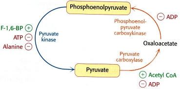 Citrát: a foszfofruktokináz I allosztérikus gátlószere Citrát kör szénhidrátok zsírsavak, ketontestek zsírsavat oxidáló sejtekben csökken a glukózfelhasználás Glukózszint