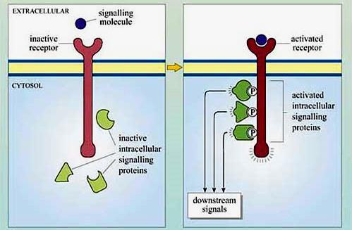 Az aktiválás hatására megváltozott szerkezetű receptorokhoz