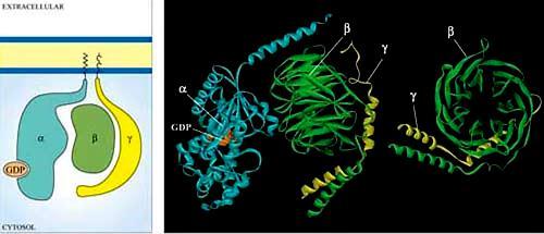 A G-fehérjék GTP-t vagy GDP-t kötnek, és saját GTP-áz aktivitásuk van -Saját GTP-áz aktivitásukat GAP-ok serkenthetik inaktiválás -A GDP-t elengedve GTP-t kötnek a GEFek segítségével aktiválás