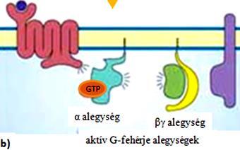 az α alegységet e) Az α