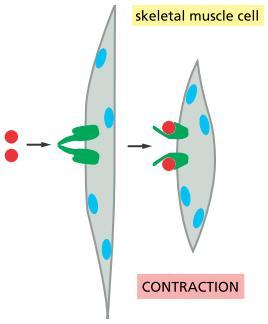 A receptor által specifikusan felismert molekula a ligand.