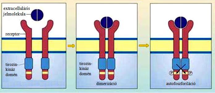 A tirozin kináz receptorok (RTK) aktív formájukban dimerként működnek. Főleg növekedési, osztódási jeleket közvetítenek.