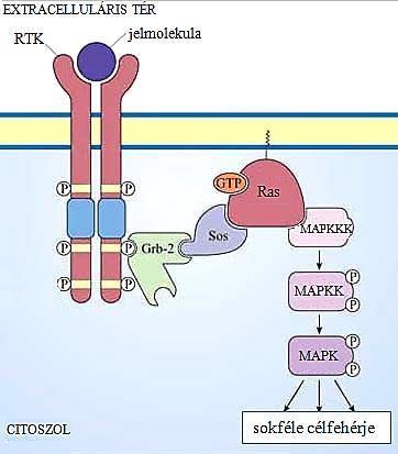 A tirozin kináz receptorok (RTK) által közvetített jelátvitel tipikus példája a Ras-MAPK útvonal Grb-2: adapter fehérje, kötődik a foszforilált tirozinhoz hatására köti a Sos-t Sos: a Ras GEF-je.