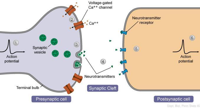 A posztszinaptikus membránban receptorok vannak, amelyeknek a neurotranszmitter a ligandja A receptorok vagy maguk ioncsatorna-receptorok, vagy aktiválódásuk hatására más