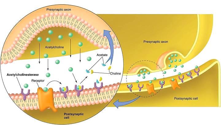 A legismertebb posztszinaptikus receptorok acetilkolint