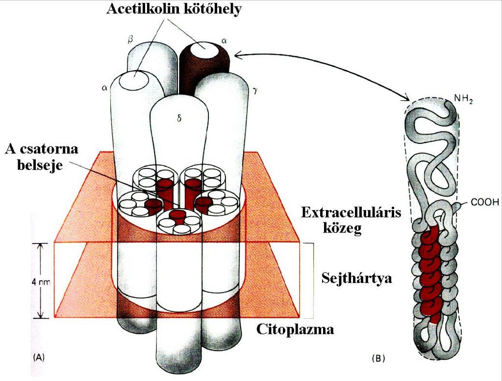 acetilkolin Nikotin típusú acetilkolin