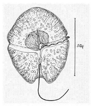 sanguineum scintillans