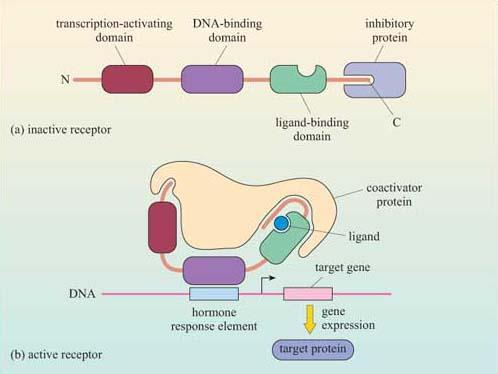 Az intracelluláris/nukleáris/lipidoldékony receptorok a ligand- (hormon-) kötés hatására célgének átíródását szabályozzák