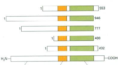 A lipidoldékony hormon-receptorok doménjei Ösztrogén receptor Progeszteron receptor Glükokortikoid receptor Tiroid hormon receptor Általános séma