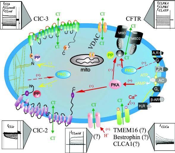 A sejtduzzadás által aktivált Cl csatornákról azt tartják, hogy a ClC családhoz tartoznak [56], ugyanis klónozott sejtvonalon expresszálva a csatornán átfolyó áram a sejtduzzadás-aktivált Cl árammal