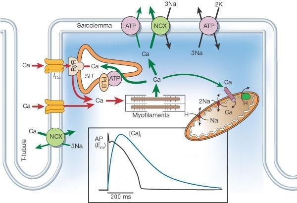 T-tubulus Myofilamentumok 3. ábra A kamrai szívizomsejtek Ca 2+ homeosztázisa Az ábrabetéten nyúl kamrai szívizomsejt akciós potenciálja és Ca 2+ tranziense látható.