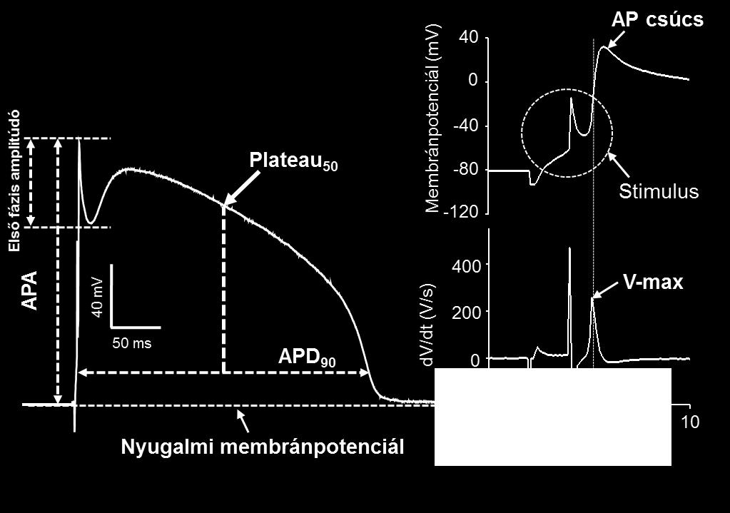 A membránpotenciál mérésére a Volders és mtsai. által egysejtes rendszerre kidolgozott, nagyellenállású üvegmikroelektródás eljárást alkalmaztuk [89].