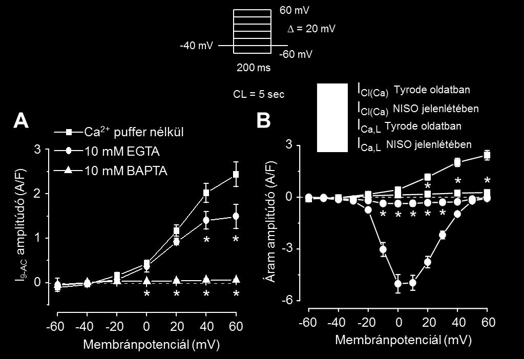 kinetikája mintegy két nagyságrenddel gyorsabb, mint az EGTA-é. A méréseket konvencionális feszültség-clamp körülmények között végeztük.