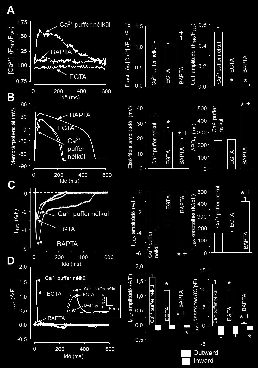 (B) Reprezentatív akciós potenciálok, illetve paraméterei Ca 2+ puffer nélkül, 10 mmol/l EGTA és 10 mmol/l BAPTA jelenlétében.