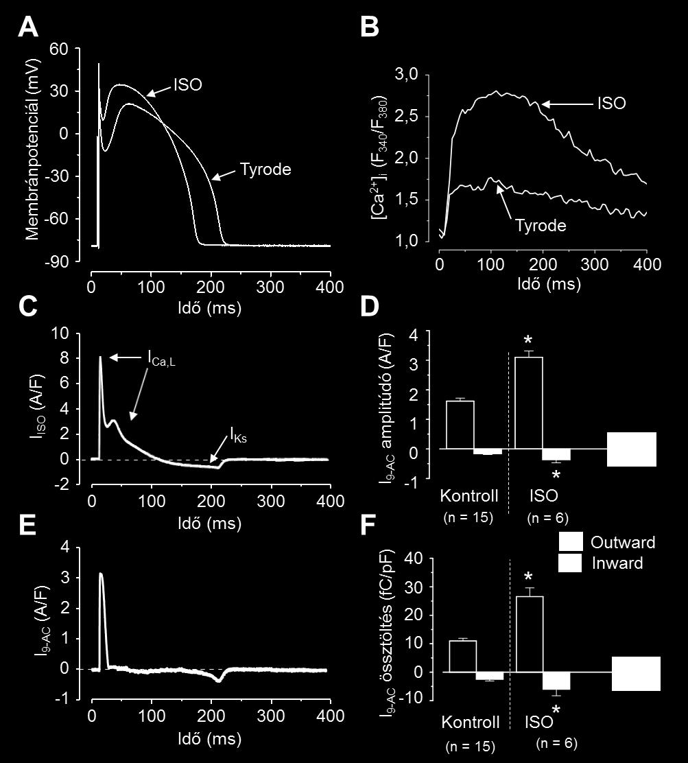 16. ábra A ICl(Ca) aktiválása isoproterenollal Az A és B panelokon bemutatott akciós potenciálokat, illetve Ca 2+ tranzienseket kontroll körülmények (Tyrode oldat), illetve 10 nmol/l isoproterenol