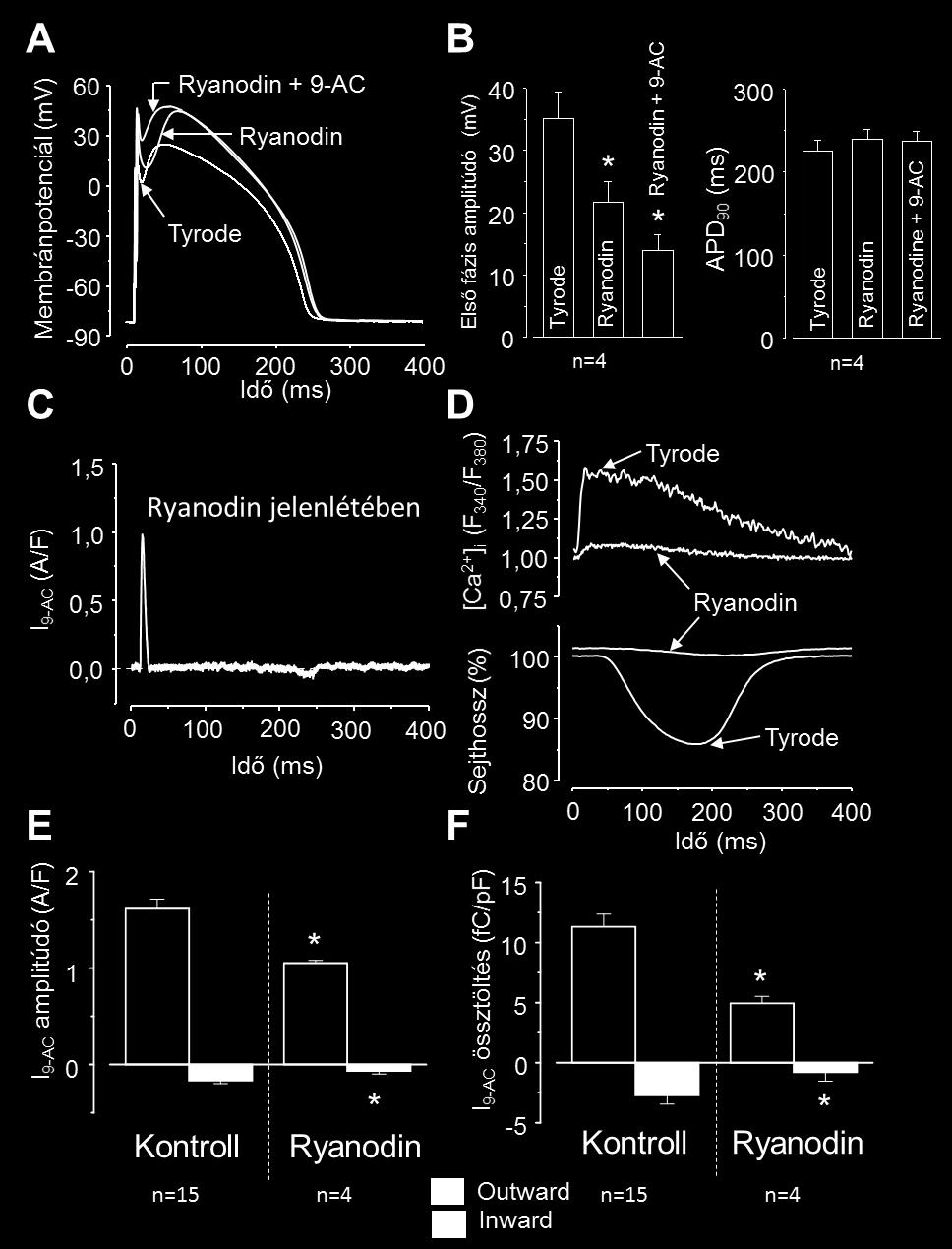 18. ábra A sarcoplasmaticus reticulumból történő Ca 2+ felszabadulás szerepe a ICl(Ca) aktivációjában (A) A parancsjelként használt akciós potenciálokat kontroll körülmények (Tyrode oldat), 10 µmol/l