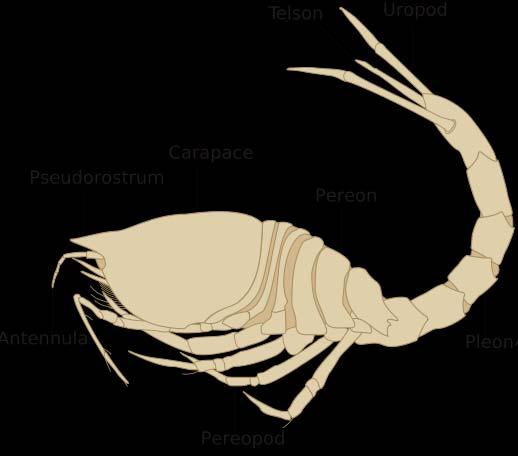 Classis Malacostraca Superordo Peracarida Ordo Cumacea O (kb.