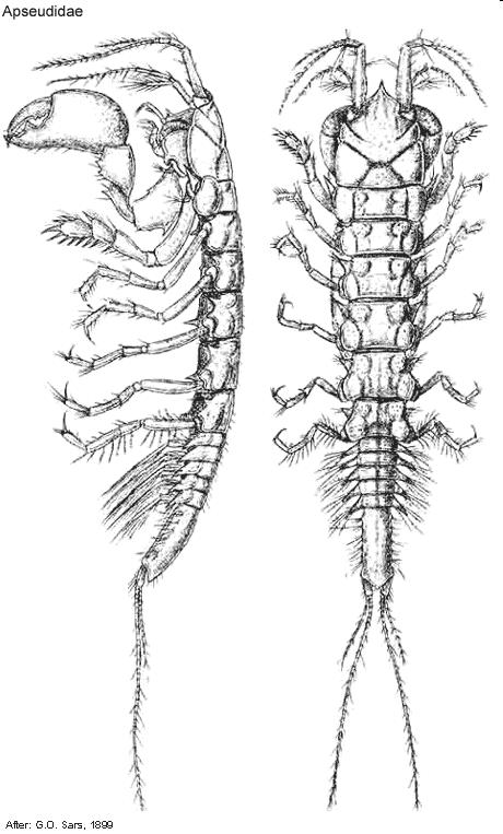 Classis Malacostraca Superordo Peracarida Ordo