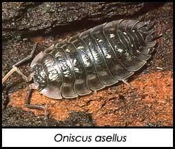 Porcellio