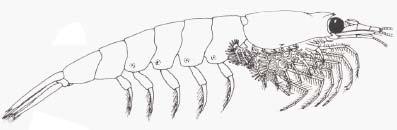 Meganyctiphanes norvegica az Északi-tengerben, az észak-atlanti krill fő alkotója, kb.