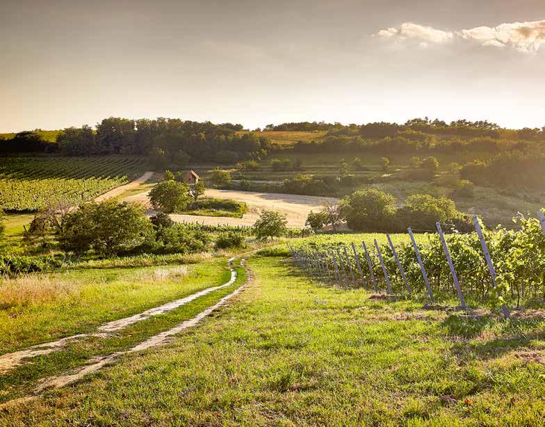 A TERROIR-BAN A HEGYET MŰVELŐ EMBER A LEGFONTOSABB A Balaton mély és sekély. Sokszínű és monokróm: türkiz.