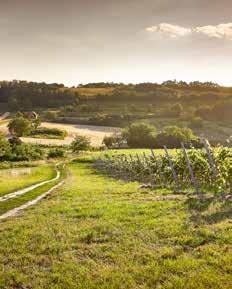 Serious as an autumn storm and graceful as the July sunset. Just like our wines. White, red and rosé.