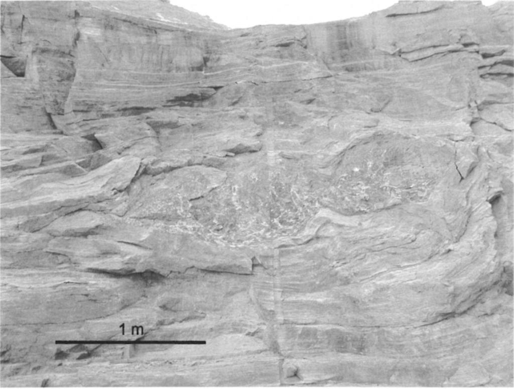 ZELENKA T. et al: Az alsótelekesi gipsz-anhidrit dóm szerkezete 505 8. ábra. Nyelv alakú redő profilja laminites gipszben, magjában mészkőtörmelékkel Fig.