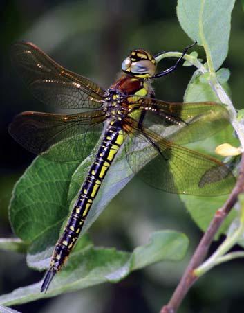 Imágó: Nagykáta: Sóstavak, 2006.07.18., 2, AA-KT. Sympetrum meridionale (Sélys, 1841) sárgatorú szitakötő Lárva/exuvium: Jászberény: itatógödör, Hajta-mocsár; Szabótanya, Hajta-mocsár.