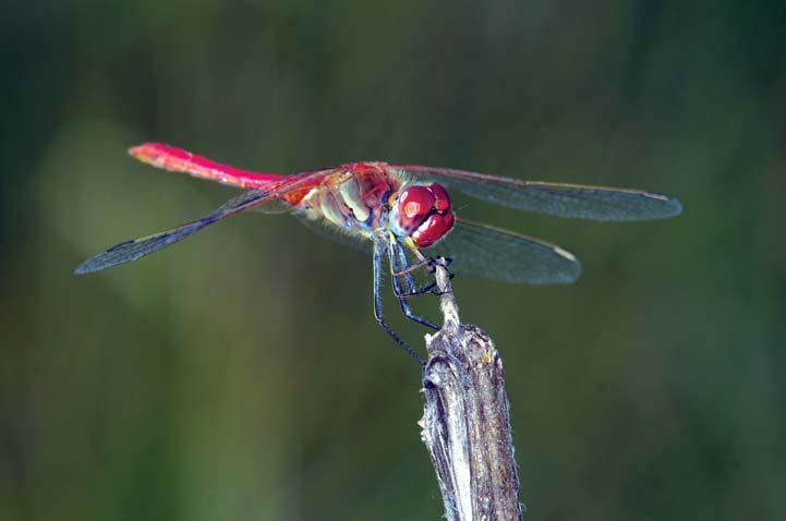 A Hajta mente szitakötő (Odonata) faunája 379