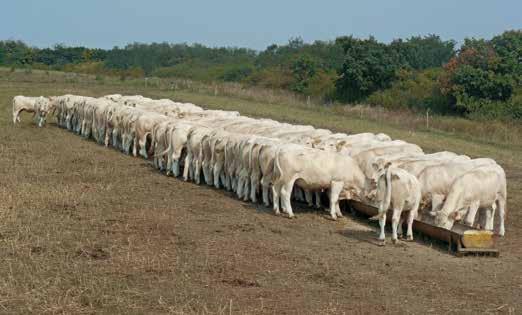 SZEPTEMBER 39. hét 21 22 23 24 25 26 Abaúji Charolais Mg. Zrt.