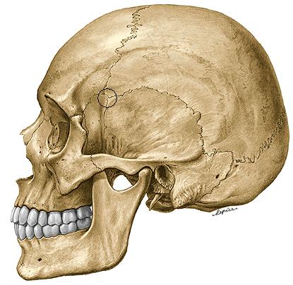 FOSSA TEMPORALIS (b) (a) A koponya oldalfalának sekély benyomatát kitöltı lapos terület. (c) (d) FOSSA TEMPORALIS (e) Részben a m. temporalis tölti ki.